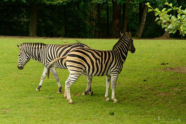 zoo-dvur-kralove